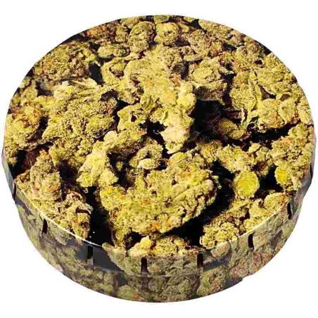CLICK-CLACK5,5CMBUDS1
